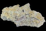 Fossil Crocodilian (Goniopholid) Tooth In Situ - Texas #88722-1